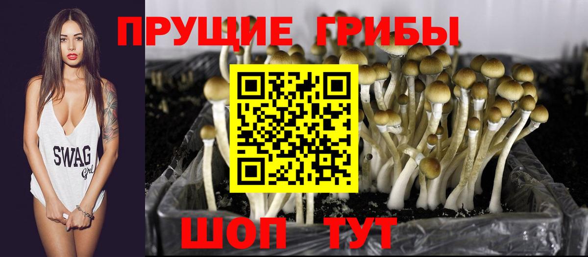 Чистополь  Псилоцибиновые грибы Psilocybine cubensis  Вход с VPN  Псилоцибиновые грибы Psilocybine cubensis 